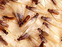 Swarmingtermites