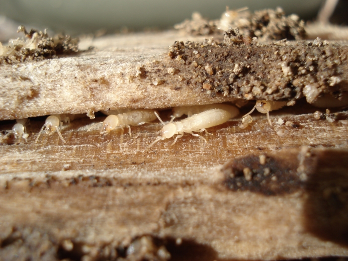 termite_workers_inside_wood082306_038