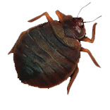Bed Bugs are small, parasitic insects that are infesting homes across ...